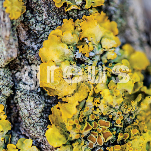 Greus s/t lp