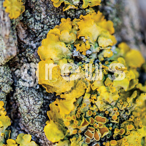 Greus s/t lp